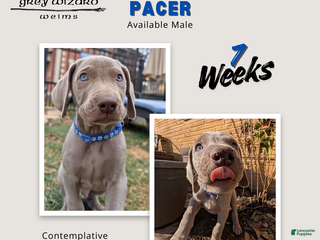 Weimaraner dogs Pacer - Ad 9