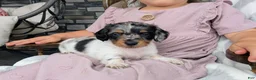 Miniature Dachshund dogs for sale: Miniature Dachshund 2 - Ad 2