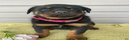 Rottweiler dogs for sale: Dozer - Ad 4