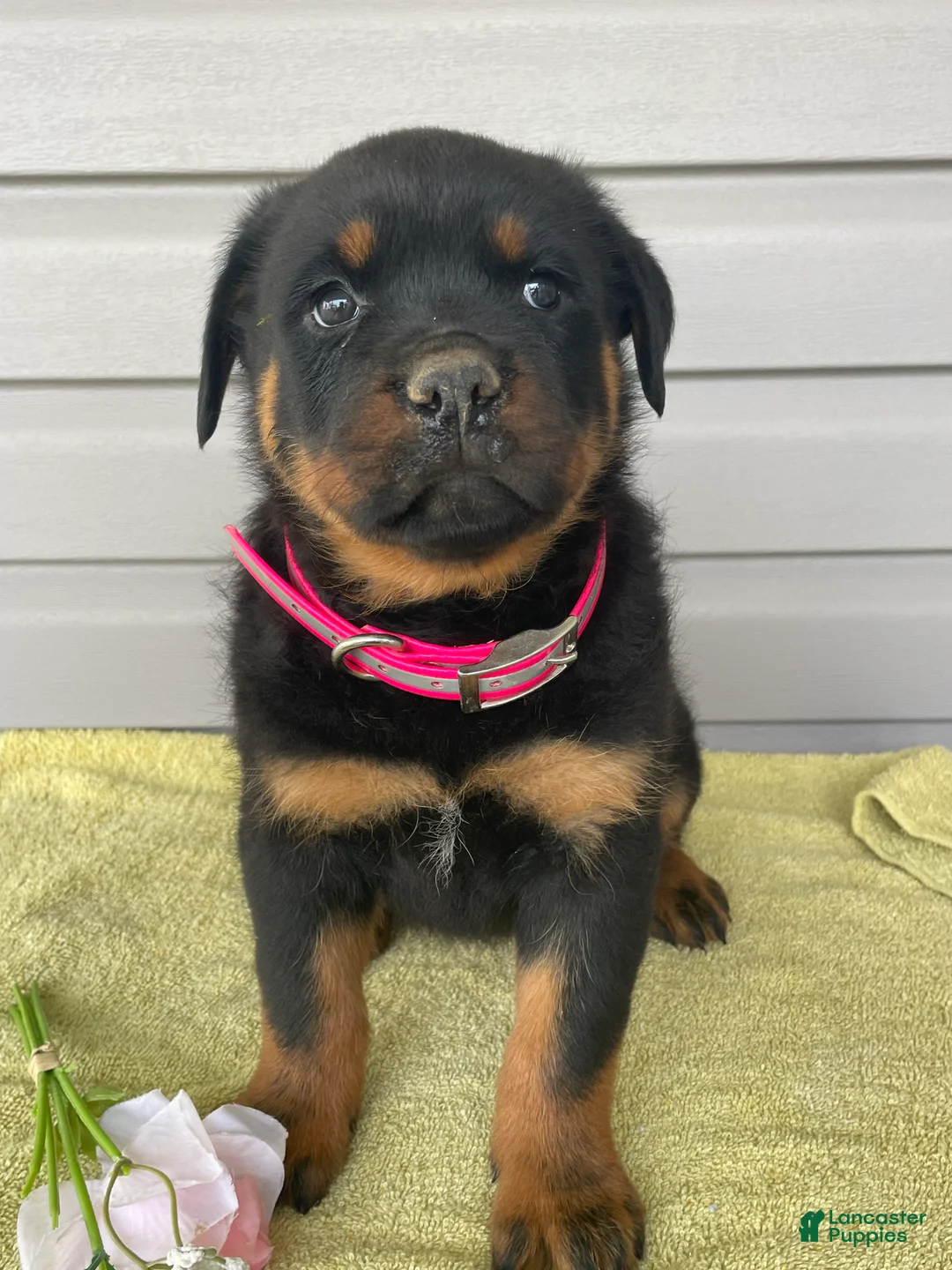 Rottweiler dogs for sale: Dozer - Ad 4