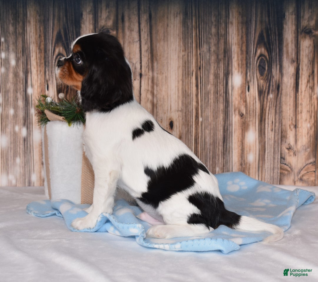 Cavalier King Charles Spaniel dogs for sale: Comet - Ad 3