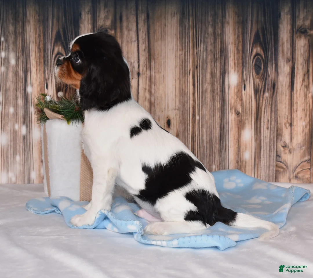 Cavalier King Charles Spaniel dogs for sale: Comet - Ad 3
