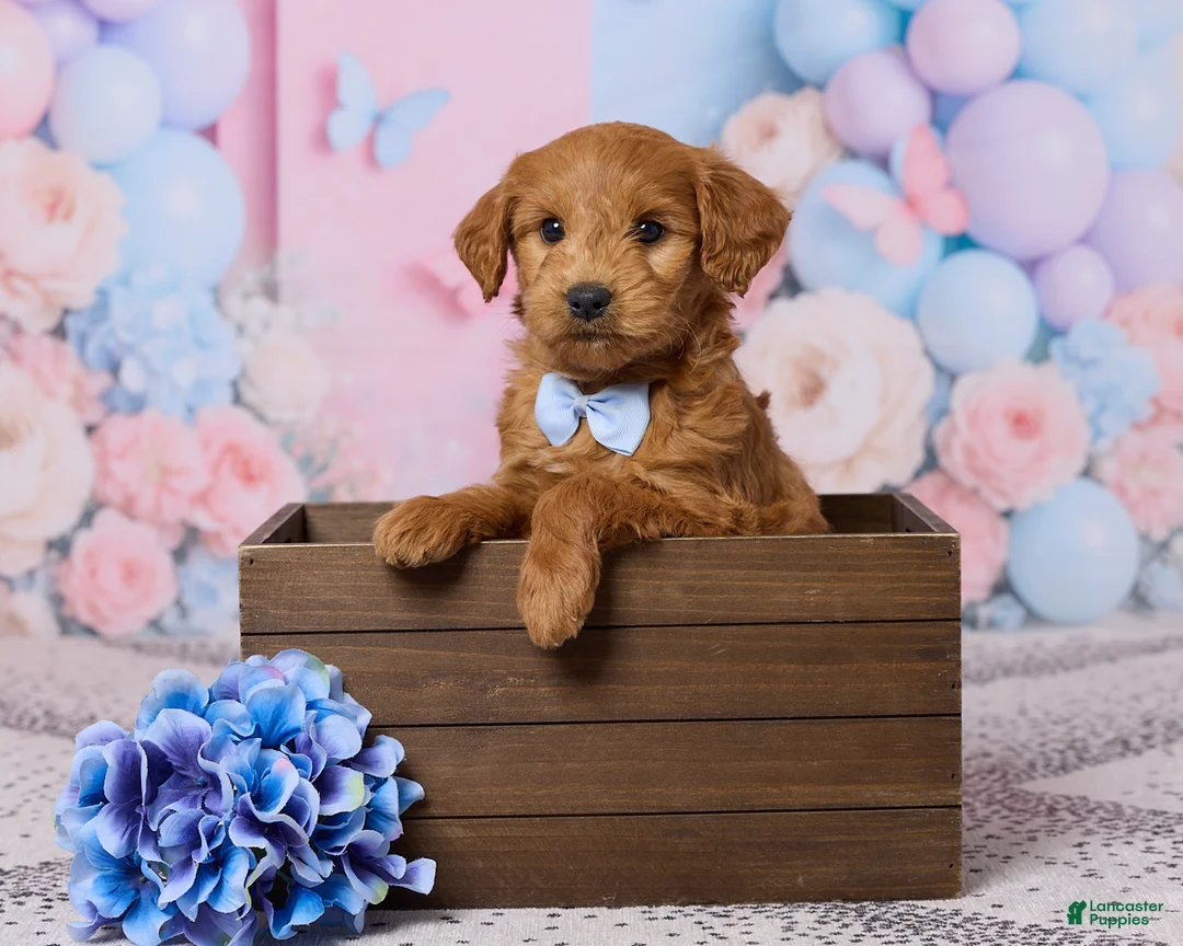Mini Goldendoodle dogs for sale: Snickers - Ad 1