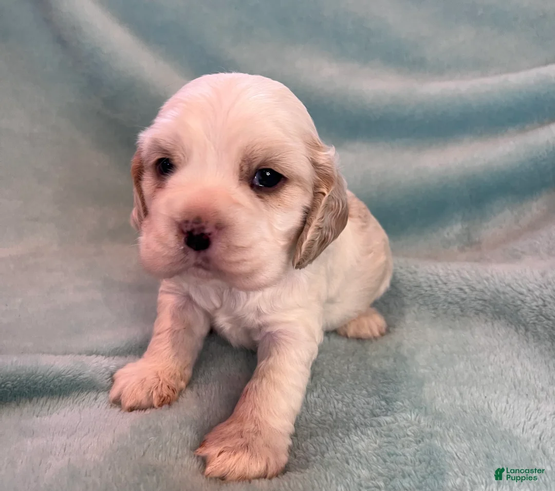 Cocker Spaniel dogs for sale: Bailey  - Ad 3