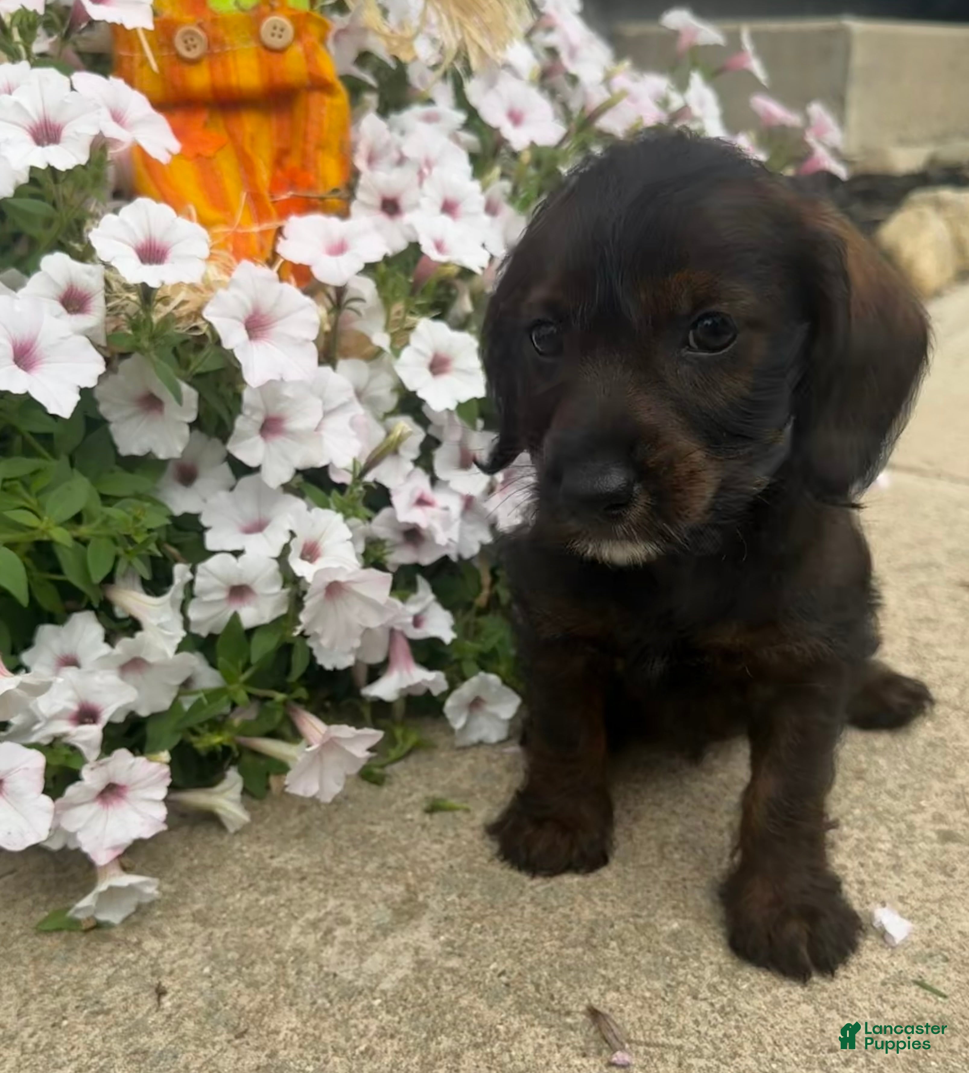 Mixed Breed dogs Lady - Ad 1