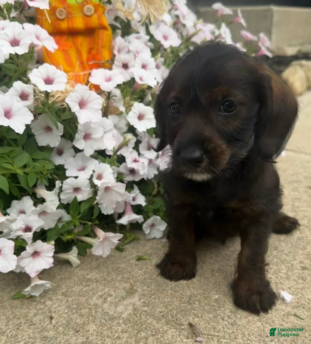 Mixed Breed dogs for sale: Lady - Ad 1