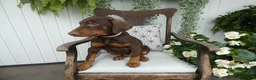 Doberman Pinscher dogs for sale: Doberman Pinscher 1 Sabrina - Ad 6