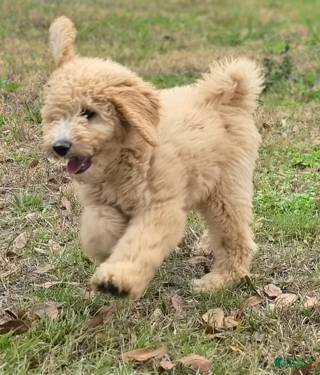 Goldendoodle dogs for sale: Biscuit - Ad 3