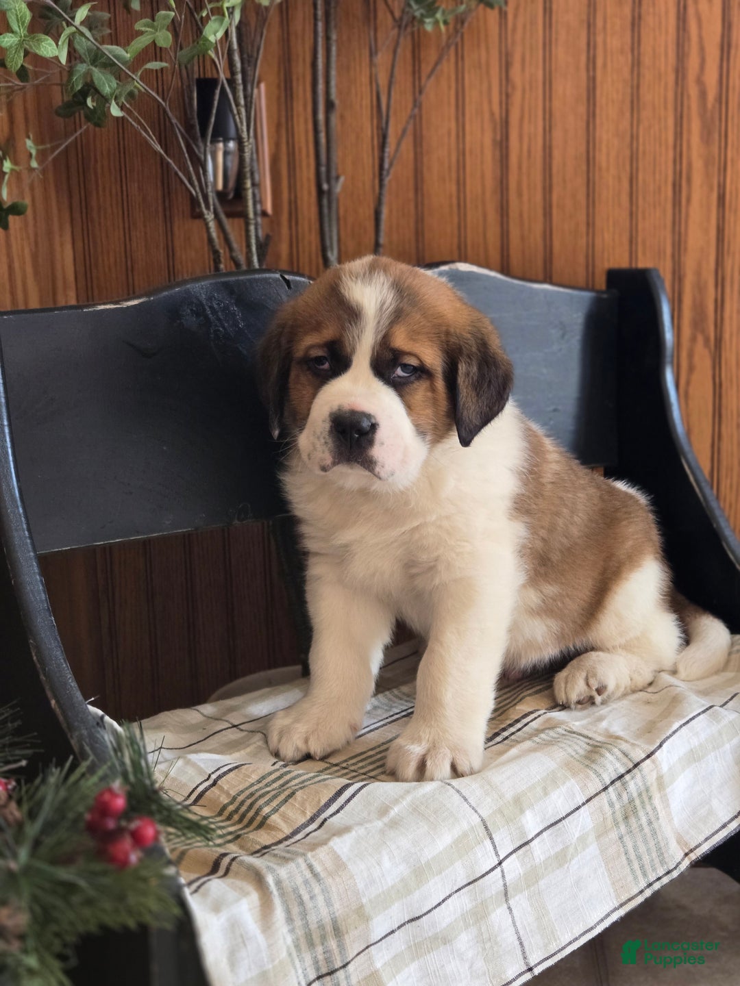 Saint Bernard dogs for sale: Buster  - Ad 1