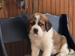 Saint Bernard dogs Buster - Ad 6