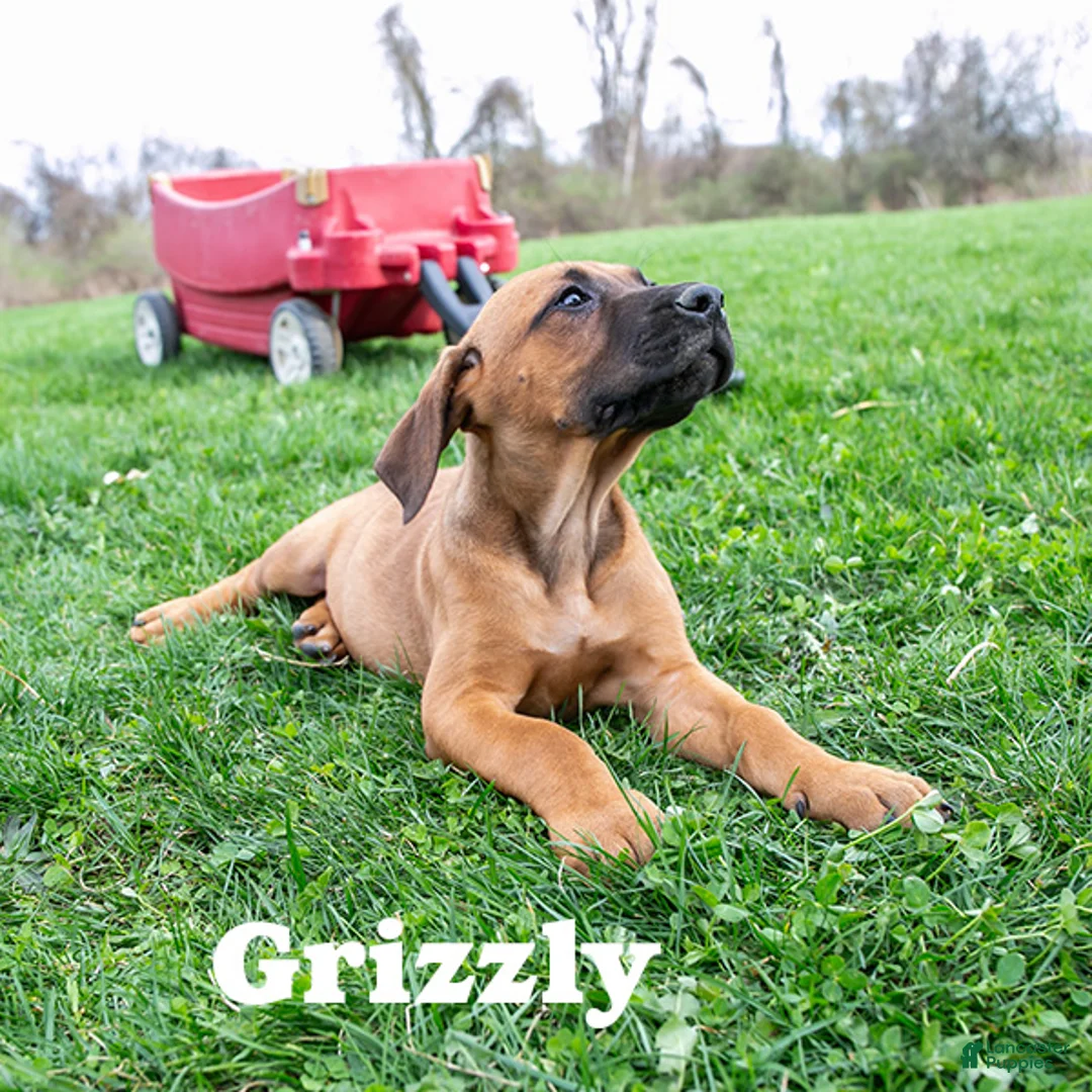 Rhodesian Ridgeback dogs for sale: Grizzly - Ad 1