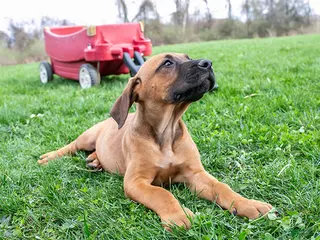 Rhodesian Ridgeback dogs for sale: Grizzly - Ad 3