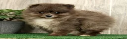 Pomeranian dogs for sale: Levi - Ad 4