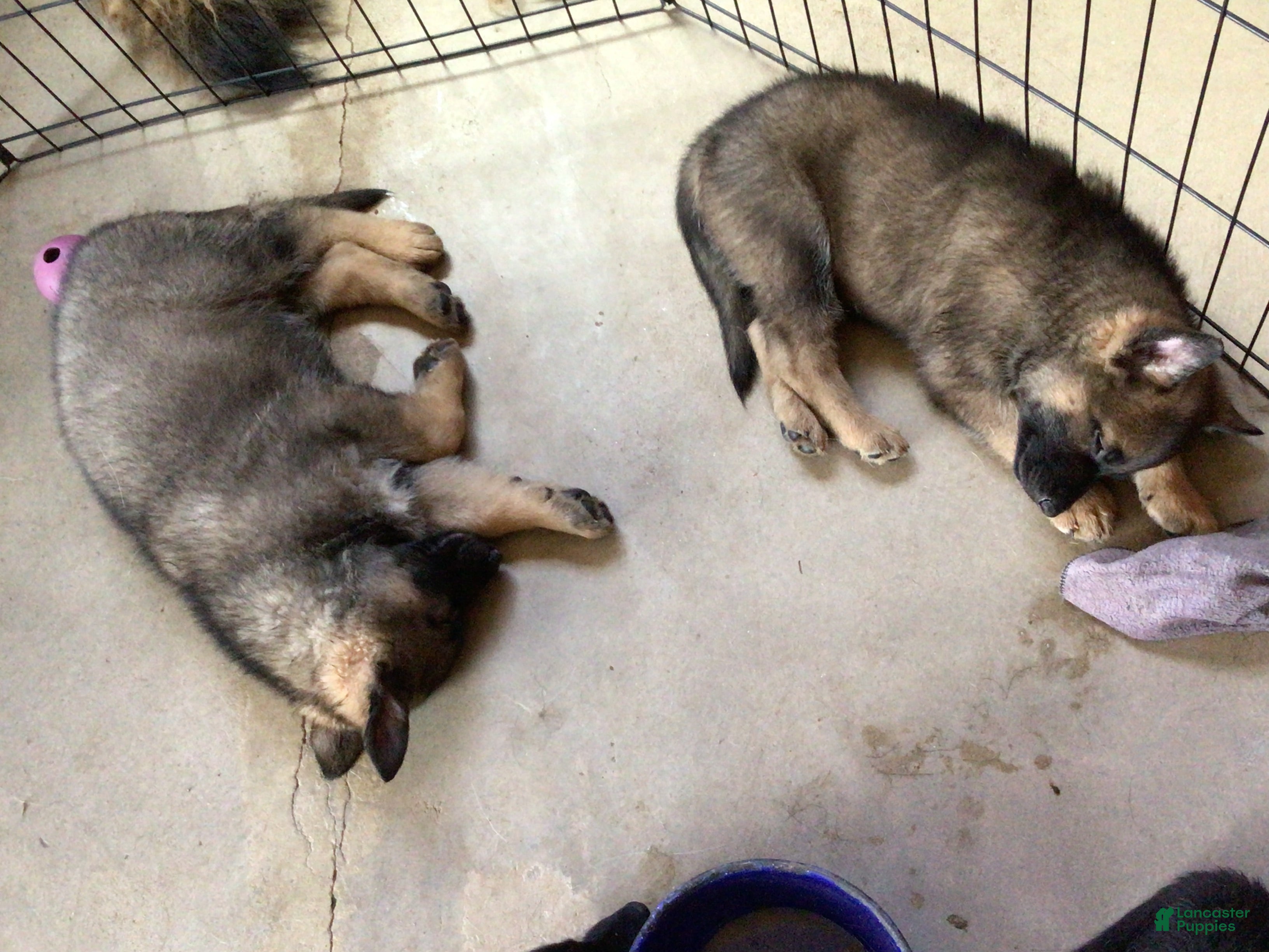 German Shepherd dogs German Shepherd 1 - Ad 18