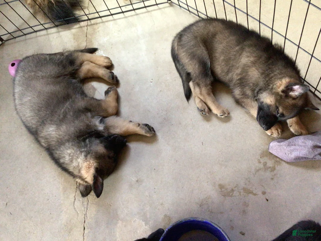 German Shepherd dogs for sale: German Shepherd 1 - Ad 1