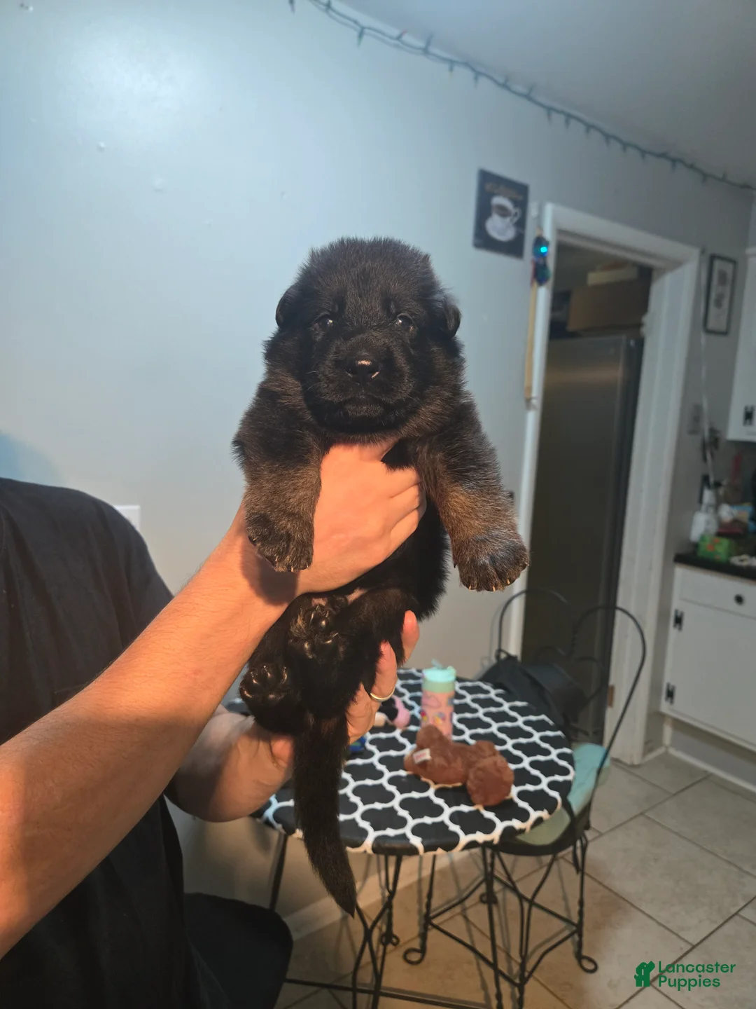 German Shepherd dogs for sale: German Shepherd 3 - Ad 2
