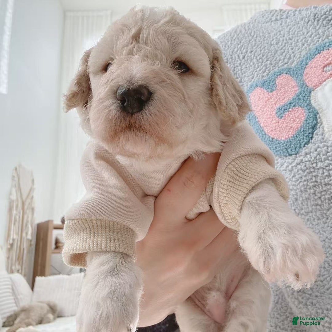 Bichpoo dogs for sale: Pudding - Ad 2