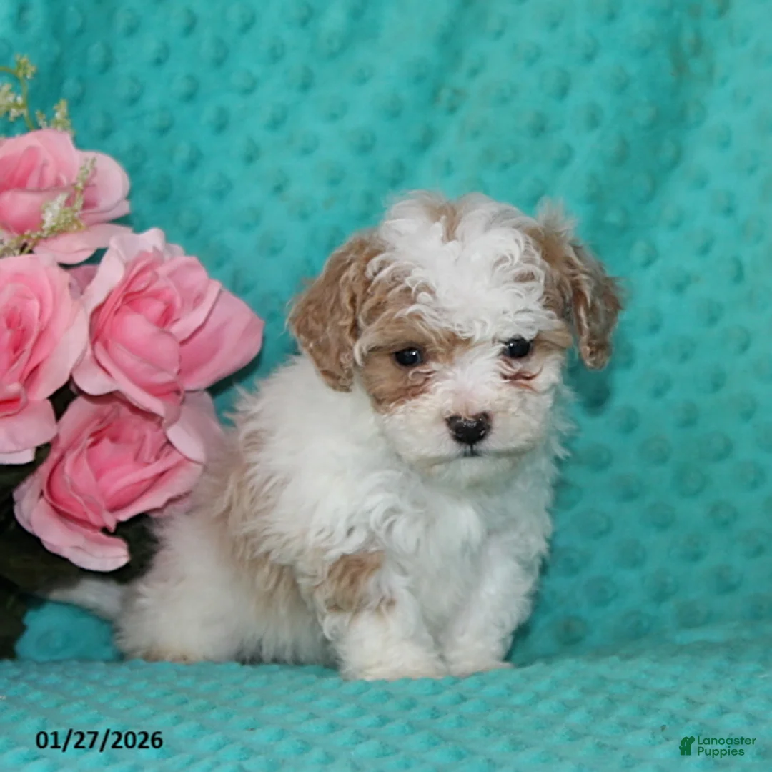 Bichpoo dogs for sale: Hope - Ad 3