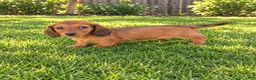 Miniature Dachshund dogs for sale: Betsy - Ad 4