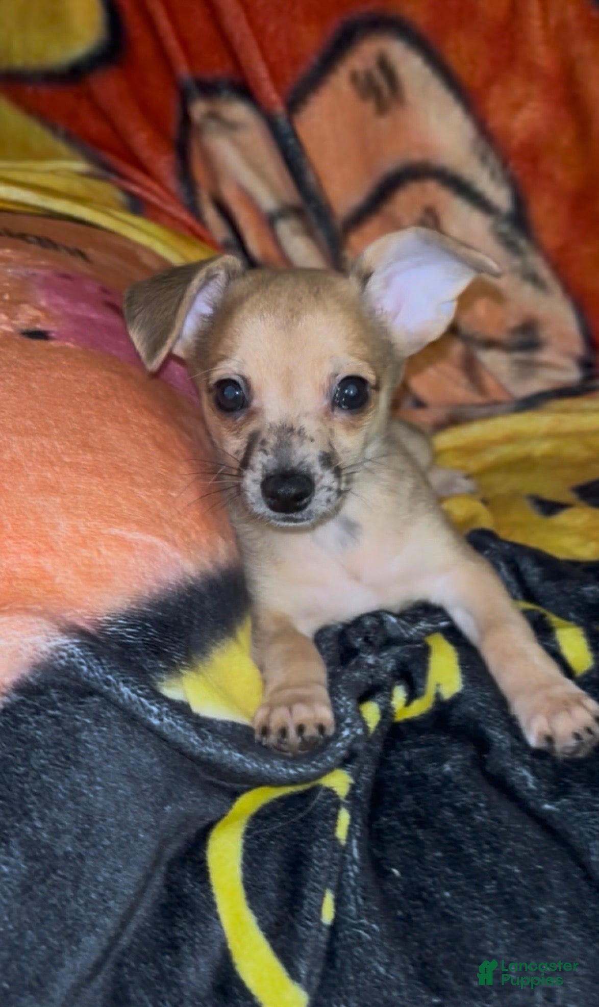Chiweenie dogs Hairy Paw-ter - Ad 1