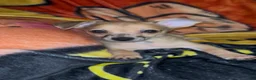 Chiweenie dogs for sale: Hairy Paw-ter - Ad 6