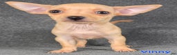 Chihuahua dogs for sale: Vinny - Ad 1