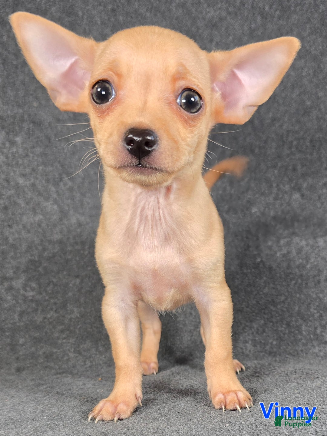 Chihuahua dogs for sale: Vinny - Ad 1