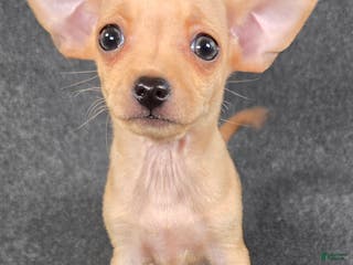 Chihuahua dogs Vinny - Ad 38