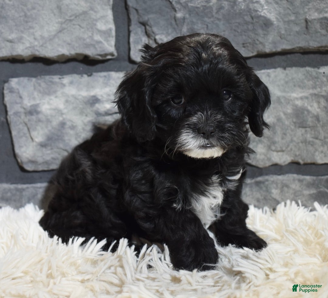 Cavapoo dogs for sale: Sage - Ad 3