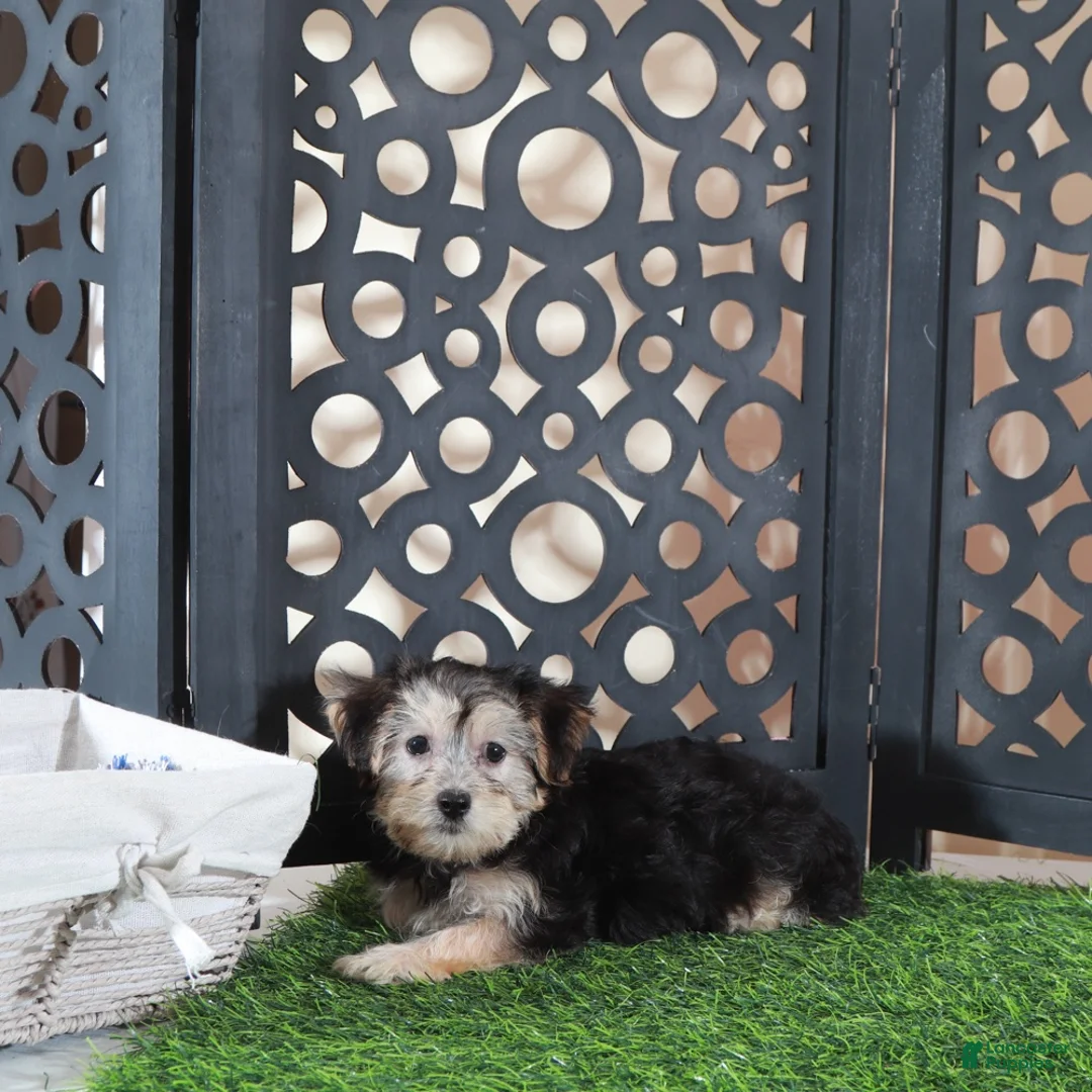 Yochon dogs for sale: Ava Gorgeous Female Yochon Puppy - Ad 4