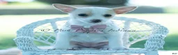 Chihuahua dogs for sale: Pearl - Ad 2