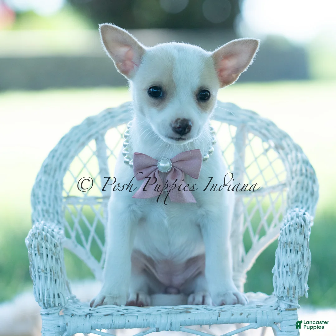 Chihuahua dogs for sale: Pearl - Ad 2