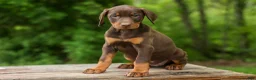 Doberman Pinscher dogs for sale:  Delilah (Red Rust)🐶 - Ad 15