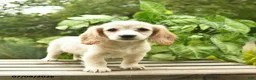 Miniature Dachshund dogs for sale: Mocha  - Ad 3