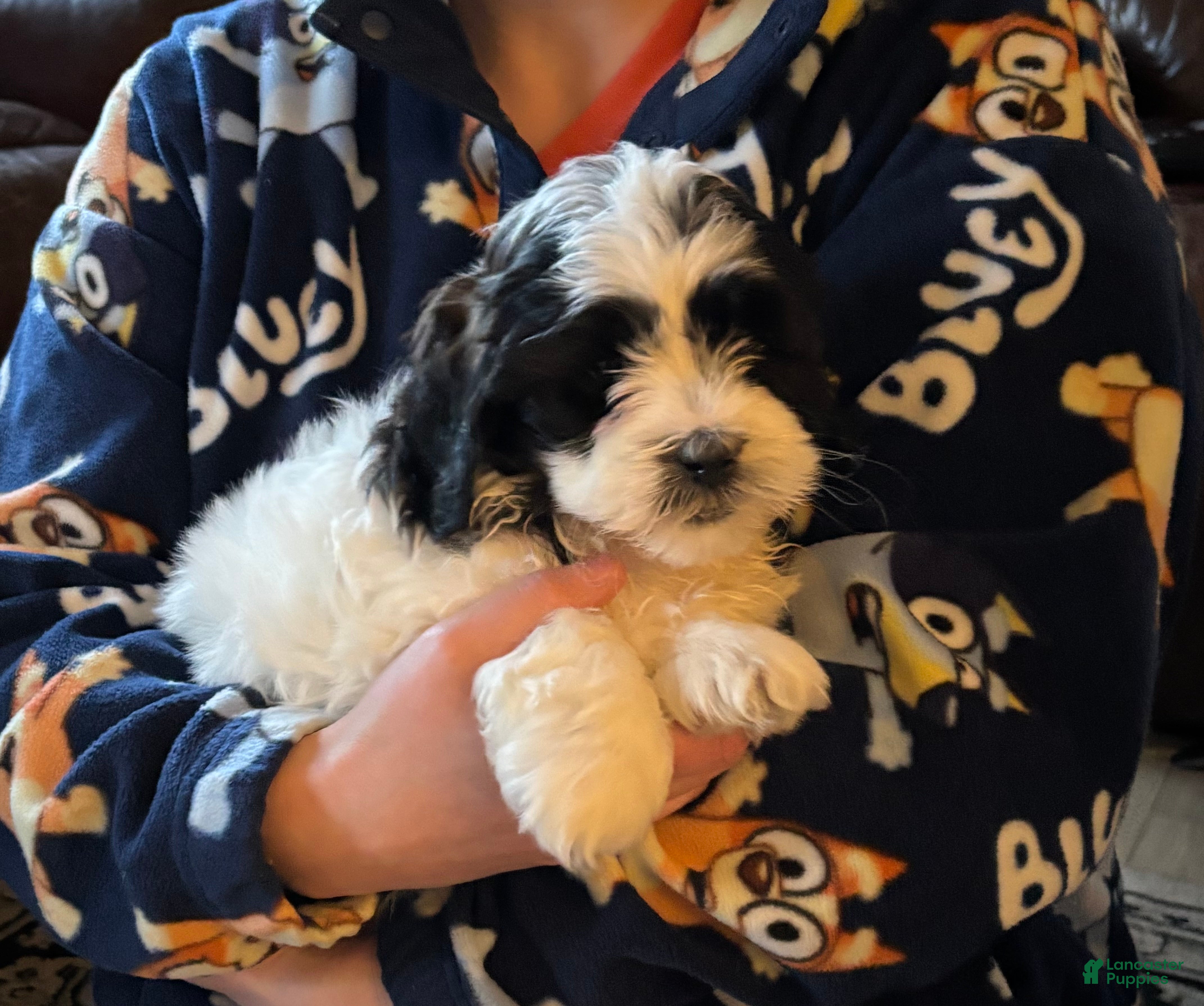 Shihpoo dogs Sage  - Ad 2