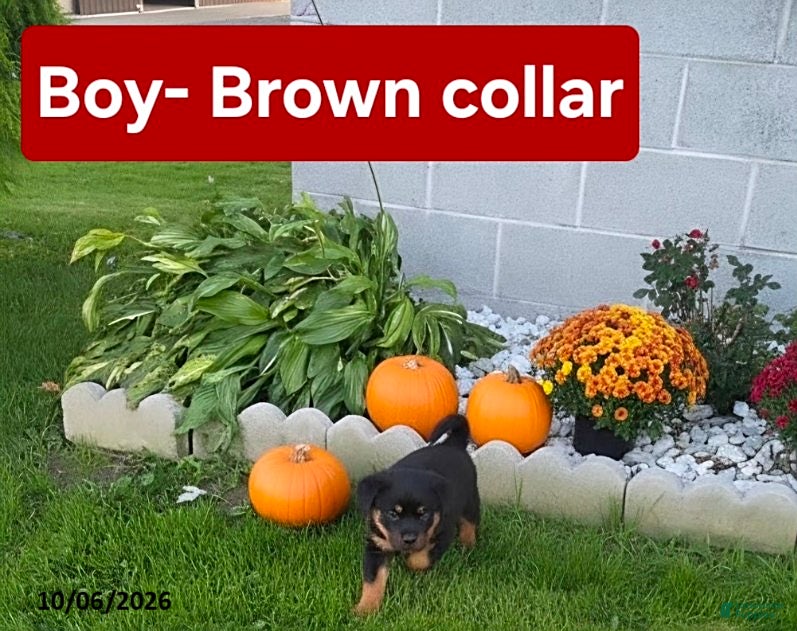 Rottweiler dogs Rover - Ad 2