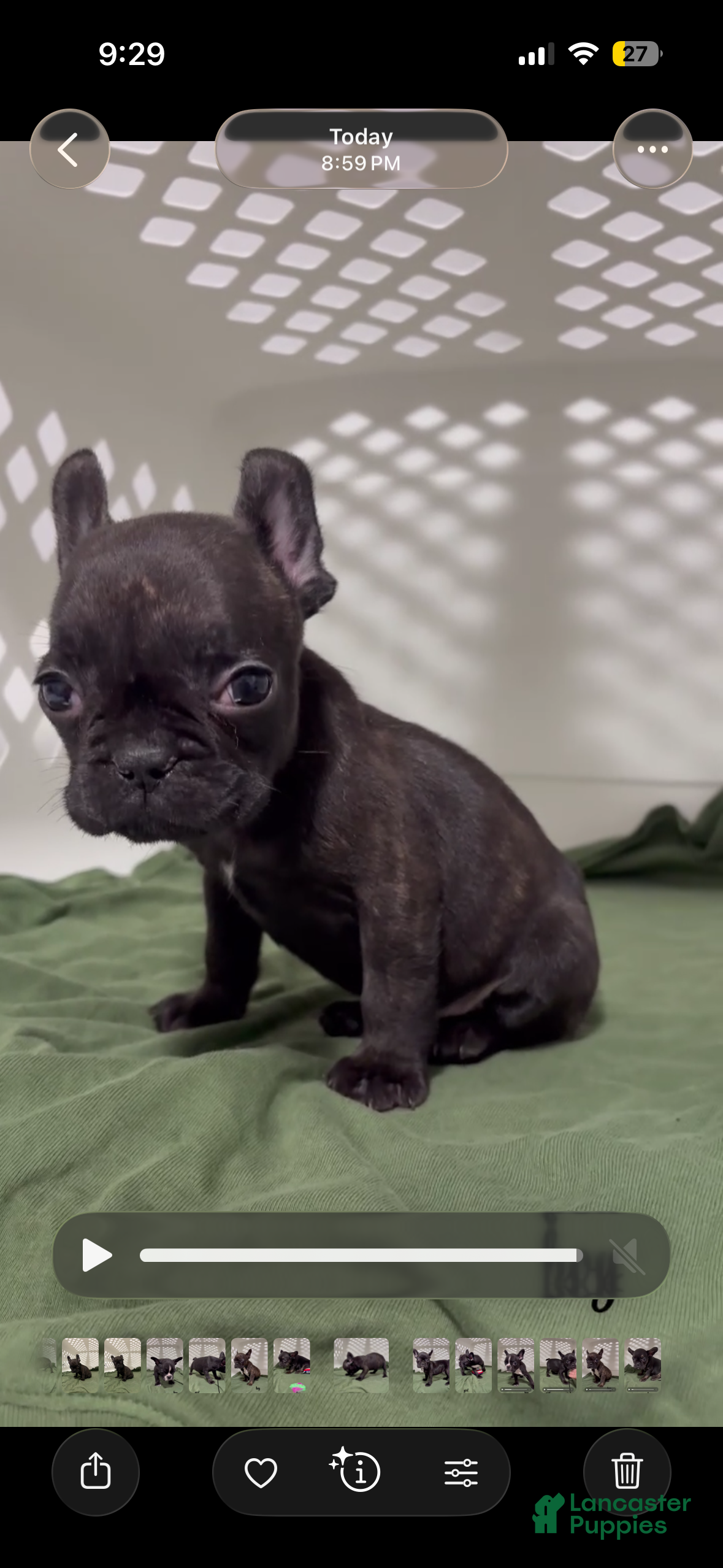 French Bulldog dogs French Bulldog Puppy 2 - Ad 37