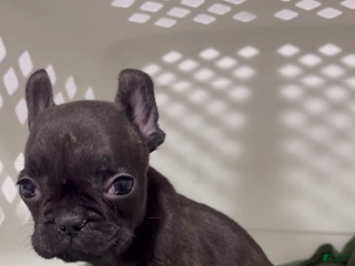 French Bulldog dogs French Bulldog Puppy 2 - Ad 37