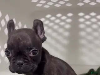 French Bulldog dogs French Bulldog Puppy 2 - Ad 10