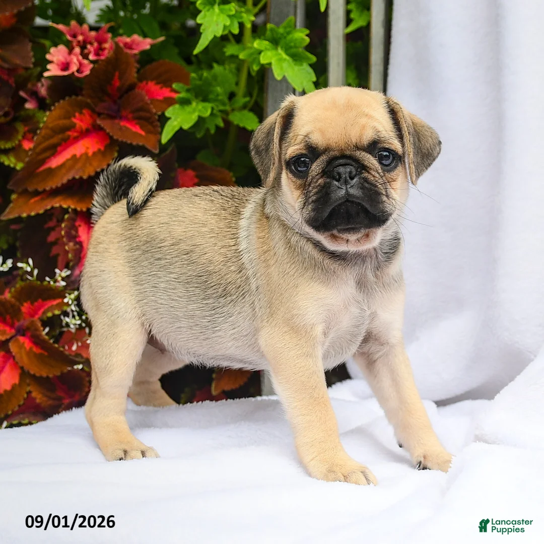 Pug dogs for sale: Ruby - Ad 1