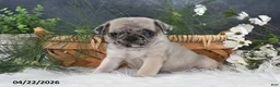 Pug dogs for sale: Gus - Ad 3