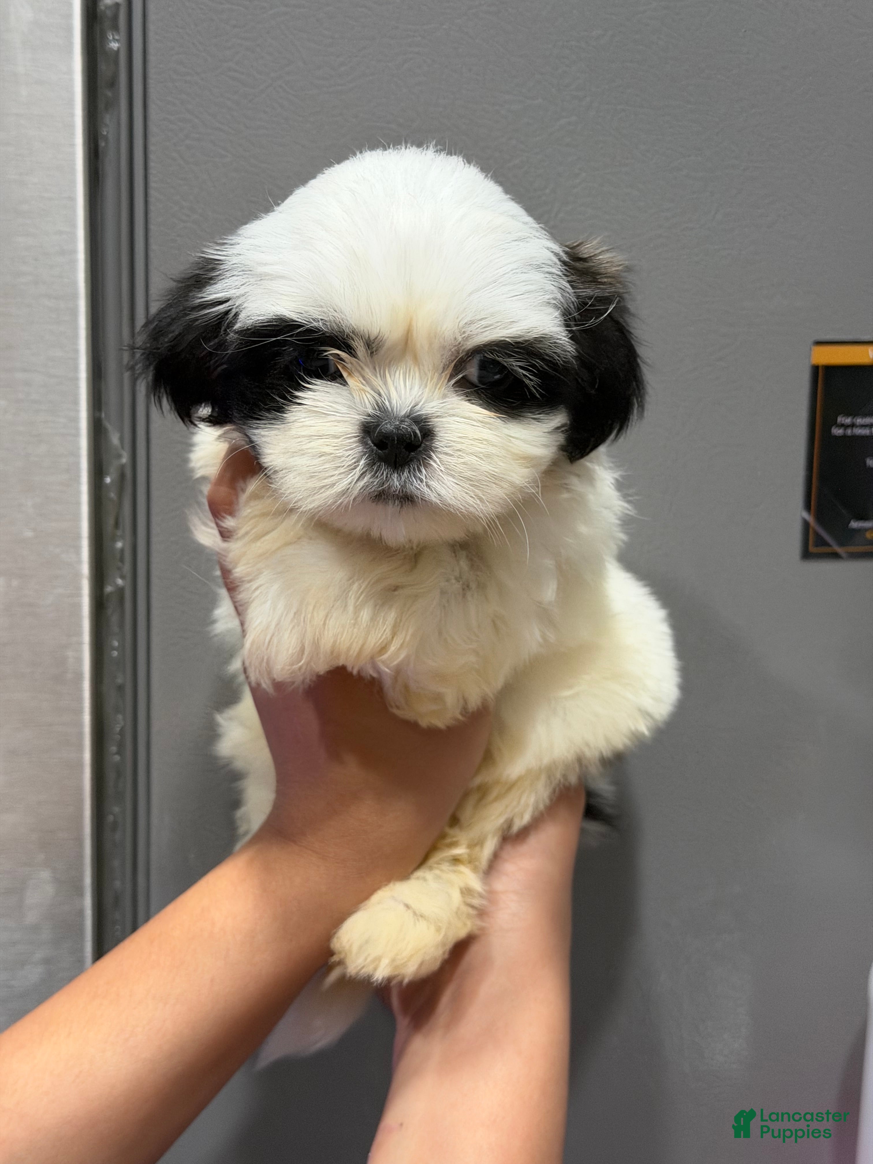 Shih Tzu dogs Shih Tzu  - Ad 33