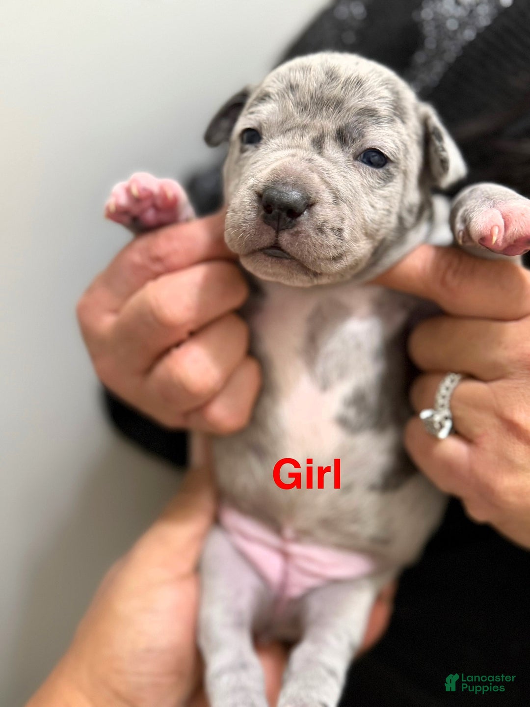 American Bully dogs for sale: "LIL KIM" - Ad 2