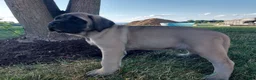English Mastiff dogs for sale: Misty - Ad 5