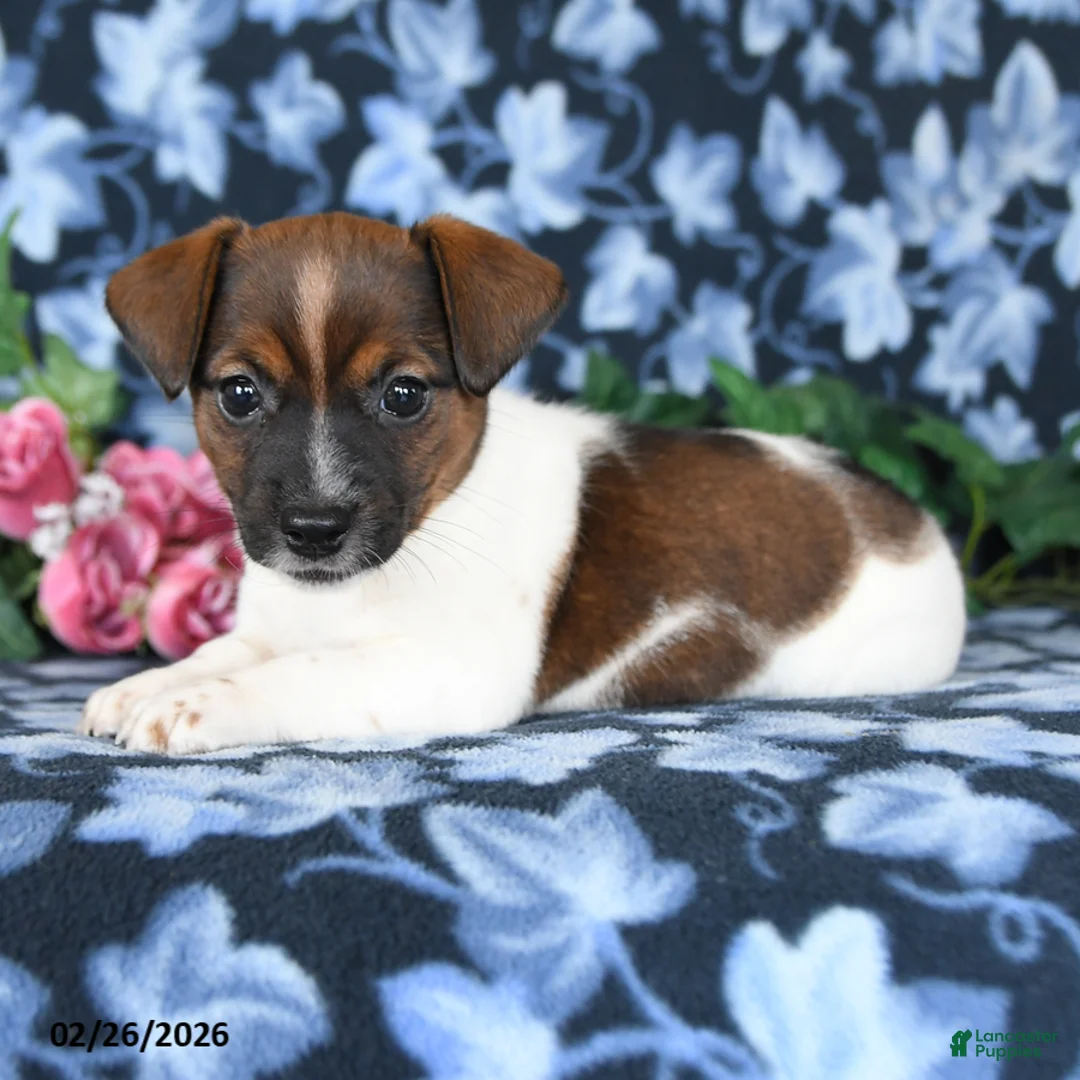 Jack Russell Terrier dogs for sale: Ashley - Ad 2