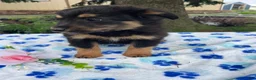 Toy Australian Shepherd dogs for sale: Bingo - Ad 3
