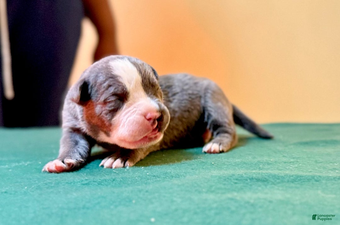 American Bully dogs for sale: American Bully Puppy 1 - Ad 5