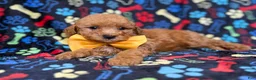 Cavapoo dogs for sale: Lane - Ad 4