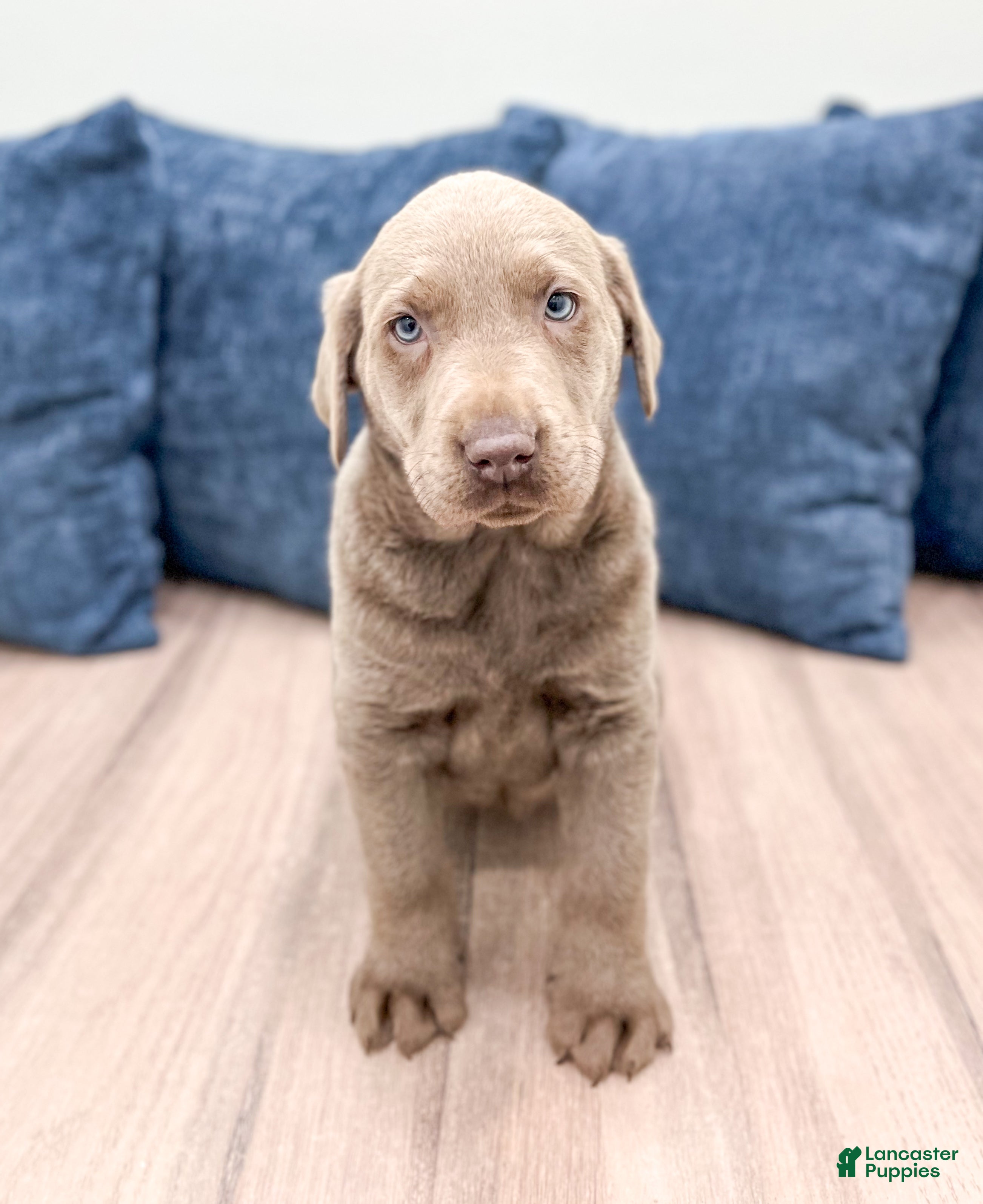 Labrador Retriever dogs Athena - Ad 24