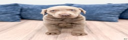 Labrador Retriever dogs for sale: Athena - Ad 1